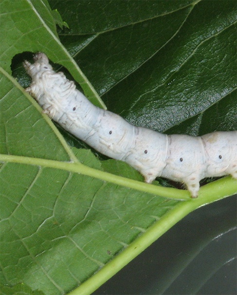 行業(yè)旗艦 蓄勢待發(fā)